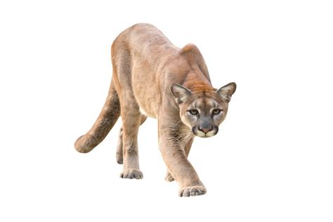 cougar in spanish translation|cougar translate.